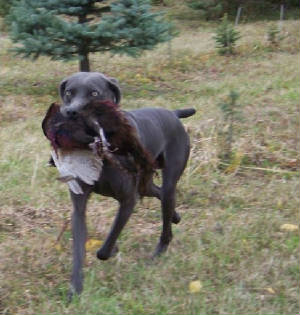 grouse1.jpg